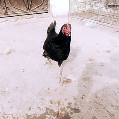 Astralope for sale eggs laying hen