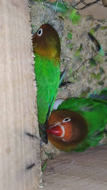 Love birds+cocktail+pineapple conure pairs+all setup with cage 2