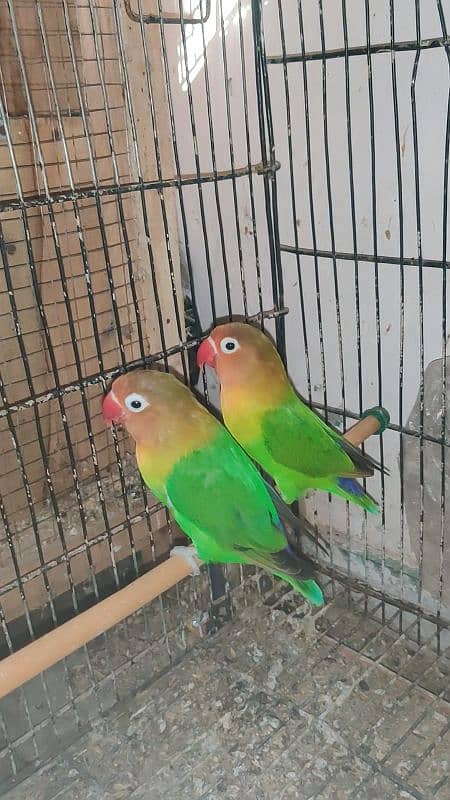 Love birds+cocktail+pineapple conure pairs+all setup with cage 4