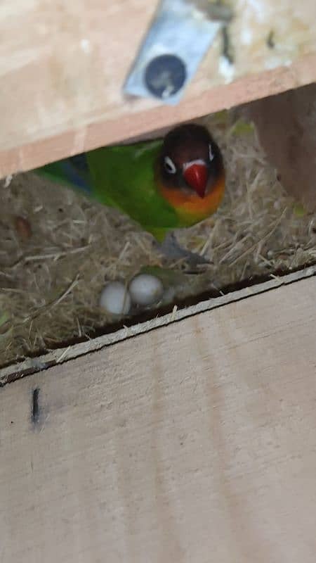 Love birds+cocktail+pineapple conure pairs+all setup with cage 6