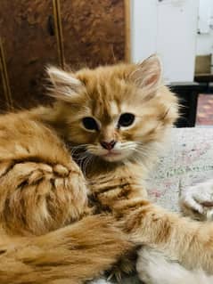 PERSIAN KITTENS TRAINED PAIRS FEMALE TRIPPLE COATED