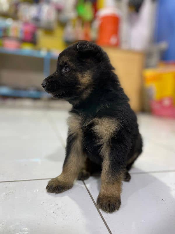 German Shepherd Male Dog For Sale 1