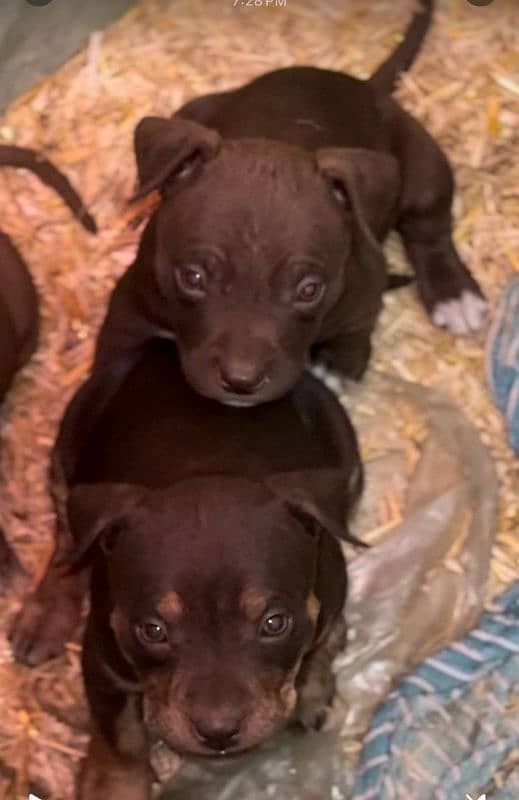 Extreme Quality Pitbull puppies For Sale 0