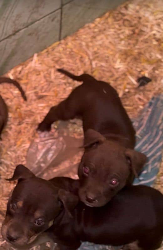 Extreme Quality Pitbull puppies For Sale 1