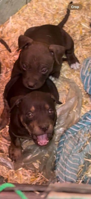 Extreme Quality Pitbull puppies For Sale 2