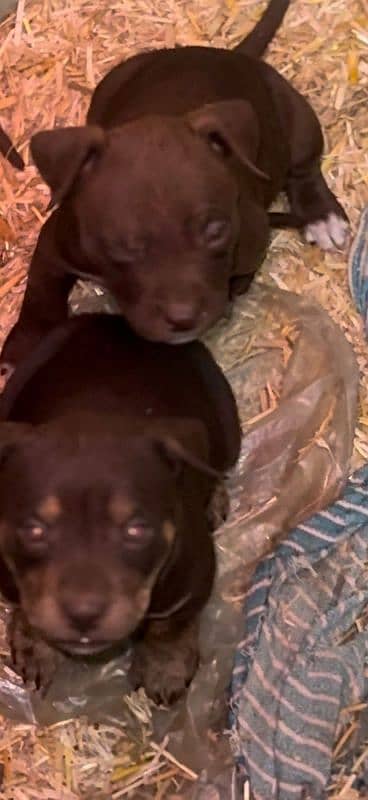 Extreme Quality Pitbull puppies For Sale 3