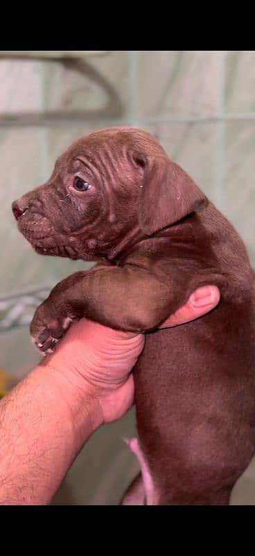 Extreme Quality Pitbull puppies For Sale 4