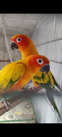 Sun Conure HIGH RED FACTOR Breeder Pair