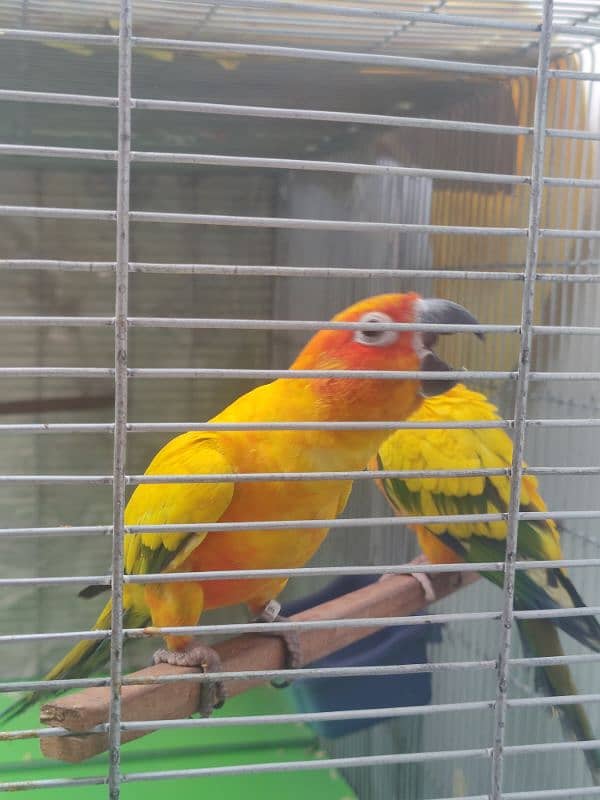 Sun Conure HIGH RED FACTOR Breeder Pair 1