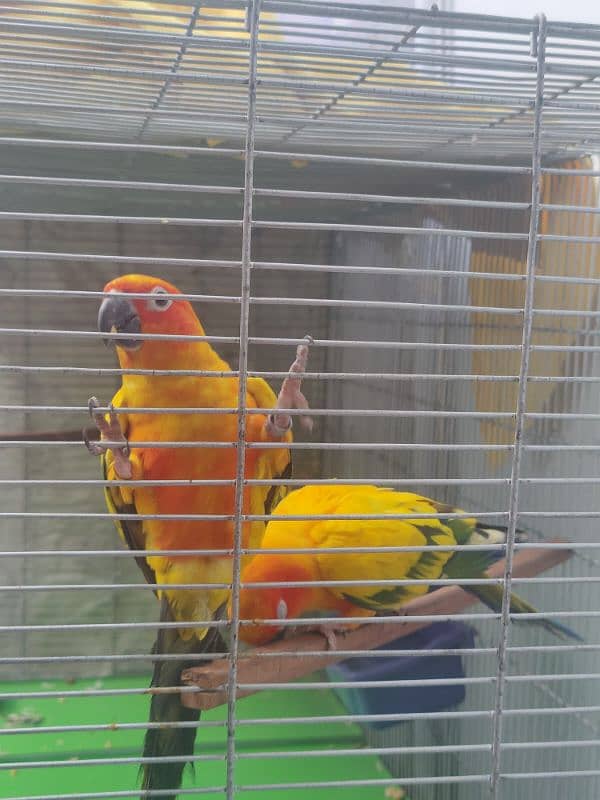 Sun Conure HIGH RED FACTOR Breeder Pair 2