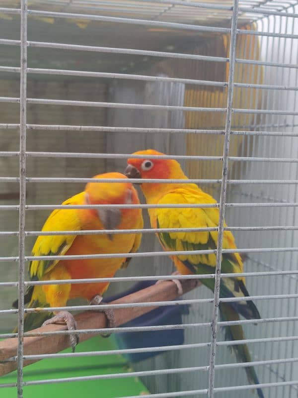 Sun Conure HIGH RED FACTOR Breeder Pair 3