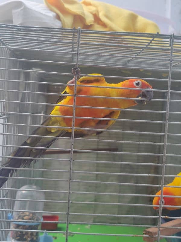 Sun Conure HIGH RED FACTOR Breeder Pair 4