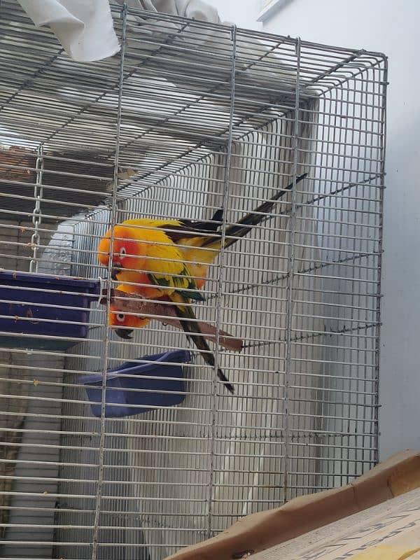 Sun Conure HIGH RED FACTOR Breeder Pair 5