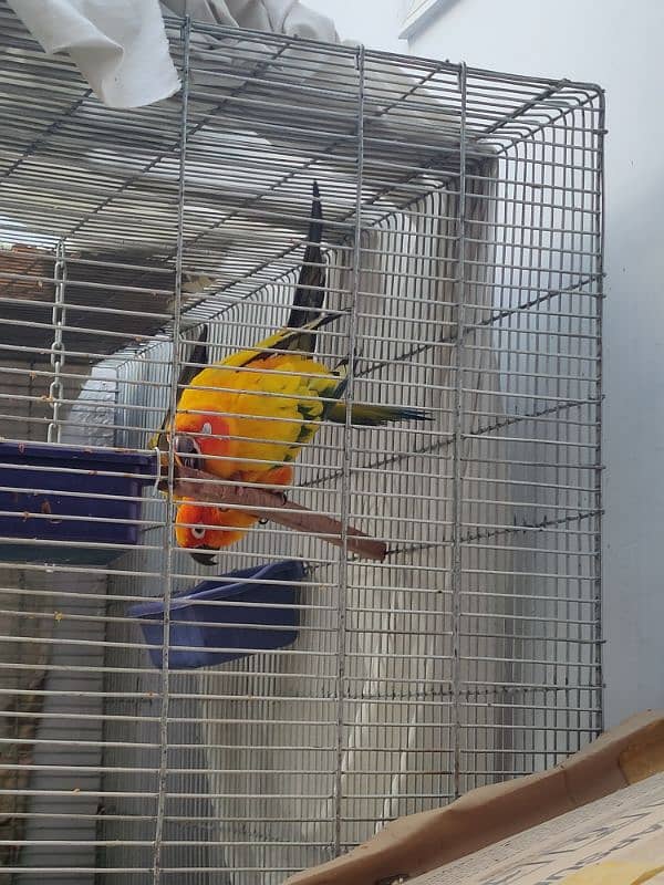 Sun Conure HIGH RED FACTOR Breeder Pair 6