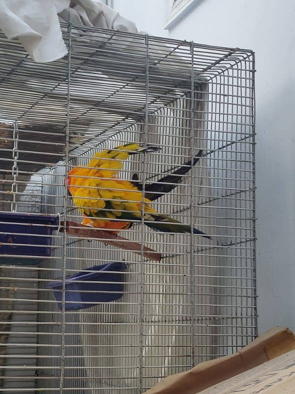 Sun Conure HIGH RED FACTOR Breeder Pair 7