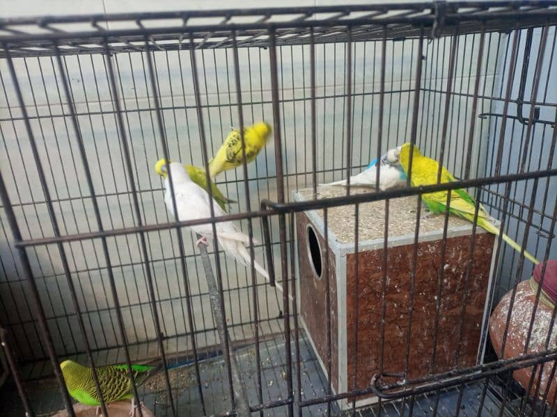 Australian Parrots 17