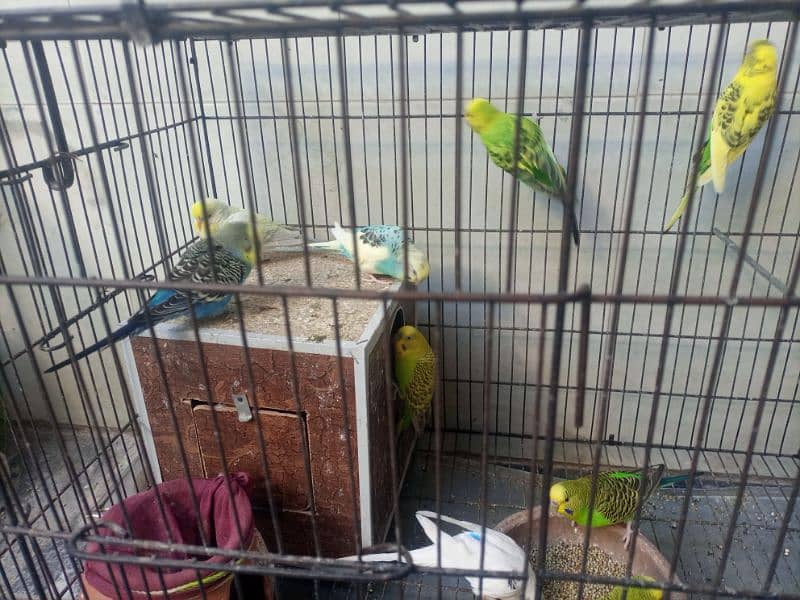 Australian Parrots 19