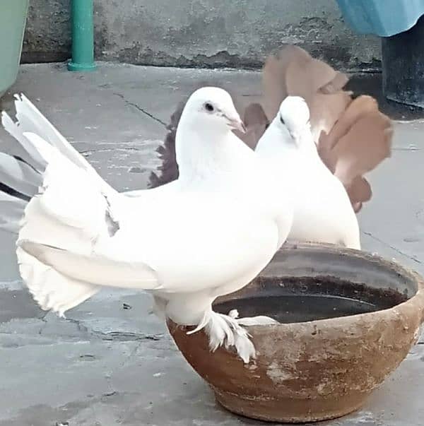 sherazi pigeon 1