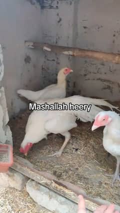 amroha or lassni heera or lakhy eggs or chicks available