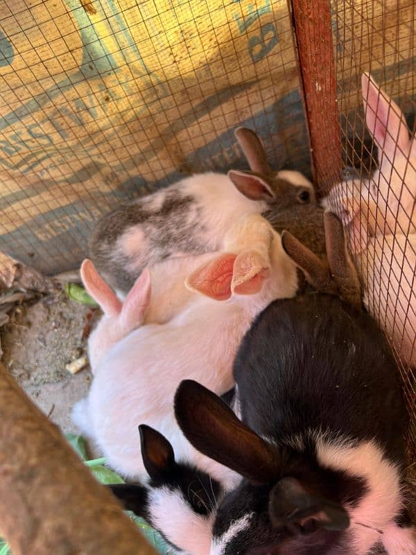 Rabbits (BUNNIES) FOR SELL 2