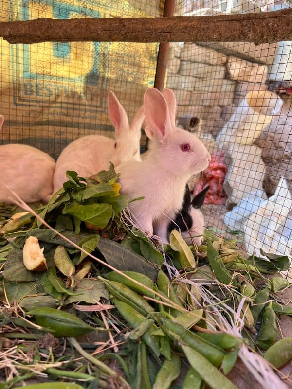 Rabbits (BUNNIES) FOR SELL 3