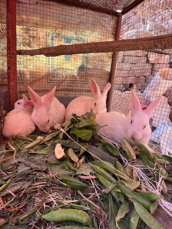 Rabbits (BUNNIES) FOR SELL 7