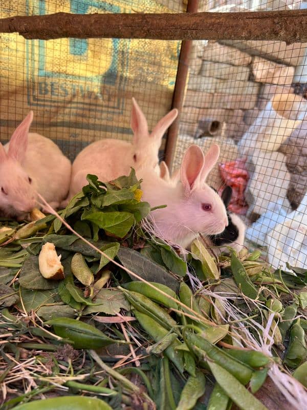 Rabbits (BUNNIES) FOR SELL 8