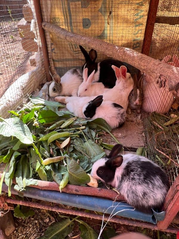 Rabbits (BUNNIES) FOR SELL 9