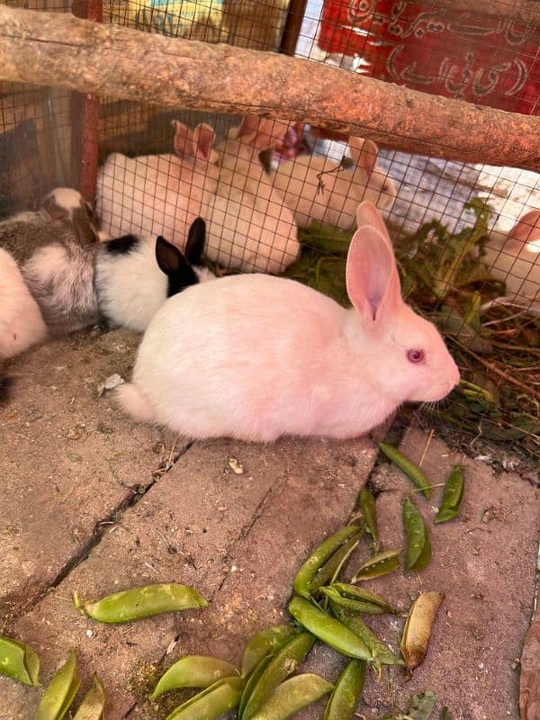 Rabbits (BUNNIES) FOR SELL 10