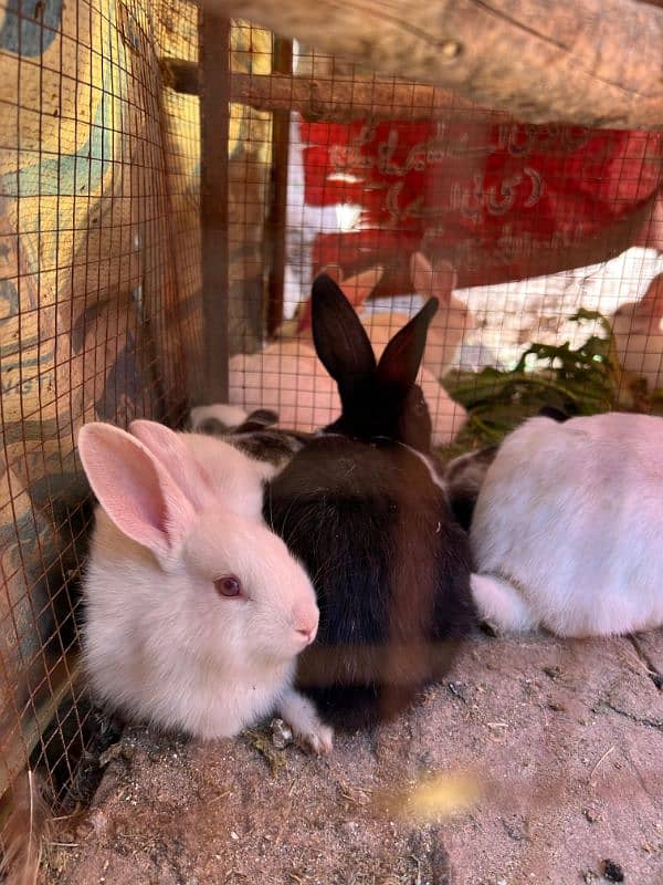 Rabbits (BUNNIES) FOR SELL 12