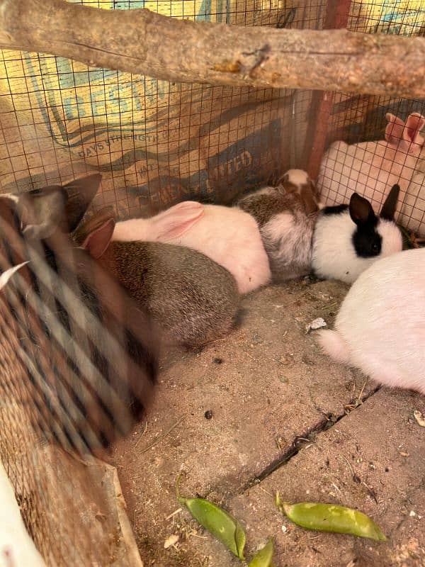 Rabbits (BUNNIES) FOR SELL 13