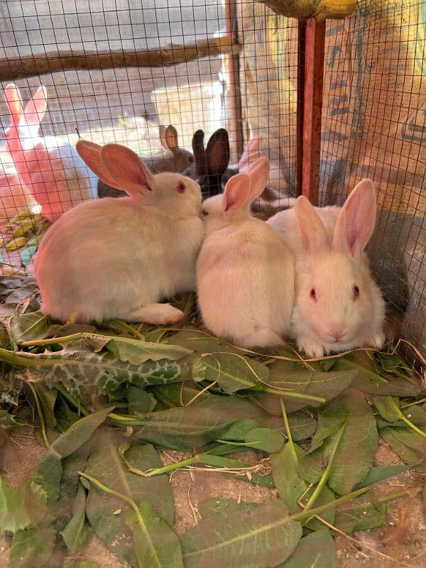 Rabbits (BUNNIES) FOR SELL 14