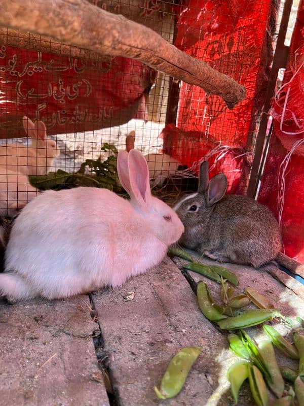 Rabbits (BUNNIES) FOR SELL 15