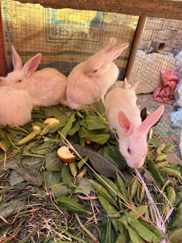 Rabbits (BUNNIES) FOR SELL 17