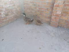 Adult pair of duck laying eggs, for sale