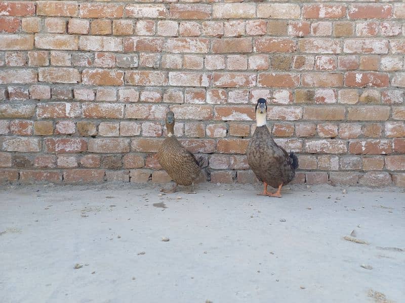 Adult pair of duck laying eggs, for sale 1