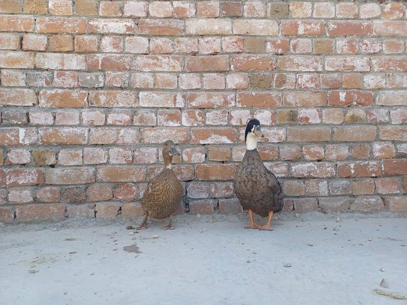 Adult pair of duck laying eggs, for sale 3