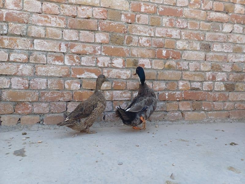 Adult pair of duck laying eggs, for sale 4