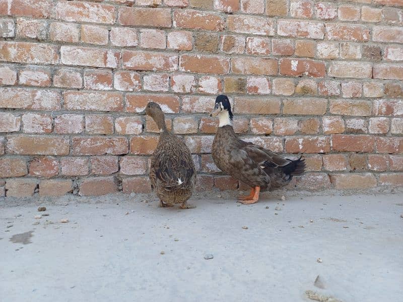 Adult pair of duck laying eggs, for sale 5