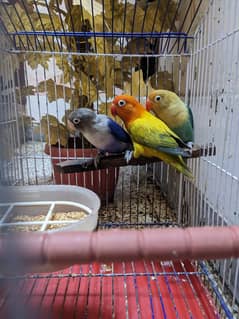 parrots for sale