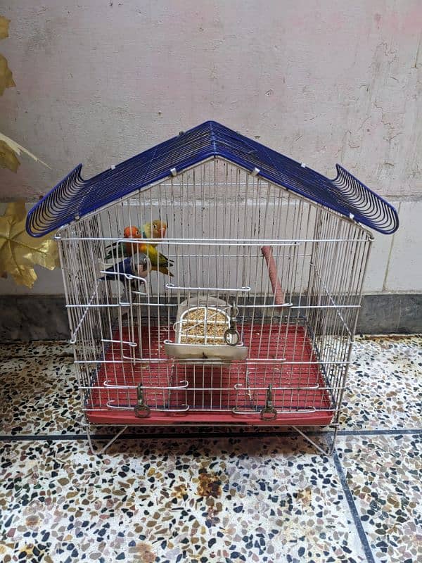 parrots for sale 1