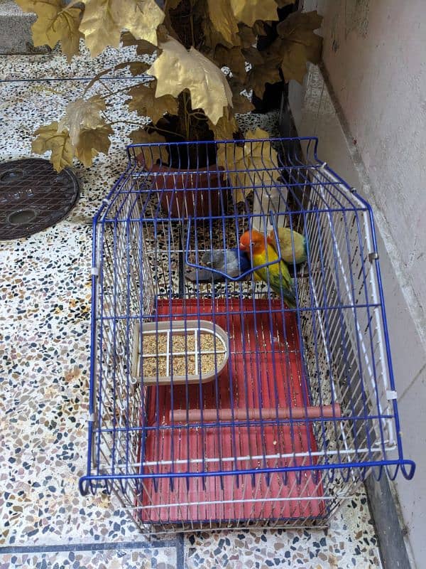 parrots for sale 3