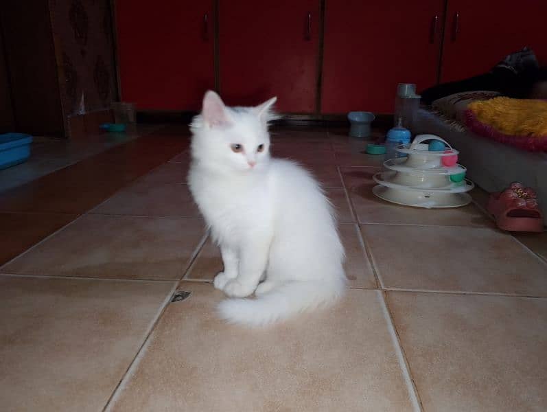 Female Kitten available 0