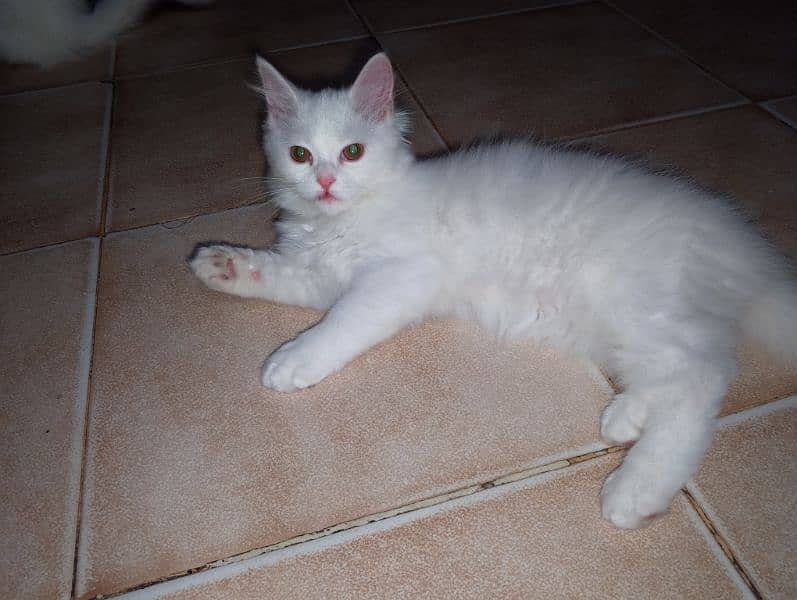 Female Kitten available 1