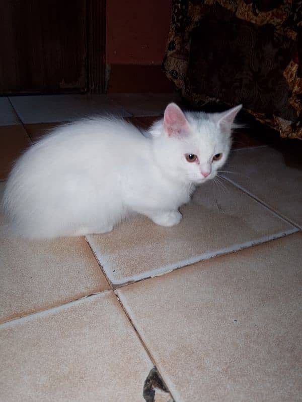 Female Kitten available 2