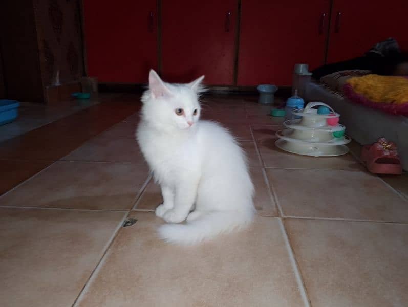 Female Kitten available 3