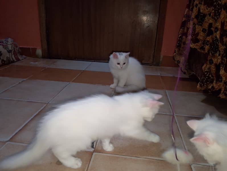 Female Kitten available 4