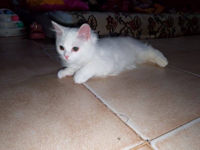 Female Kitten available 5