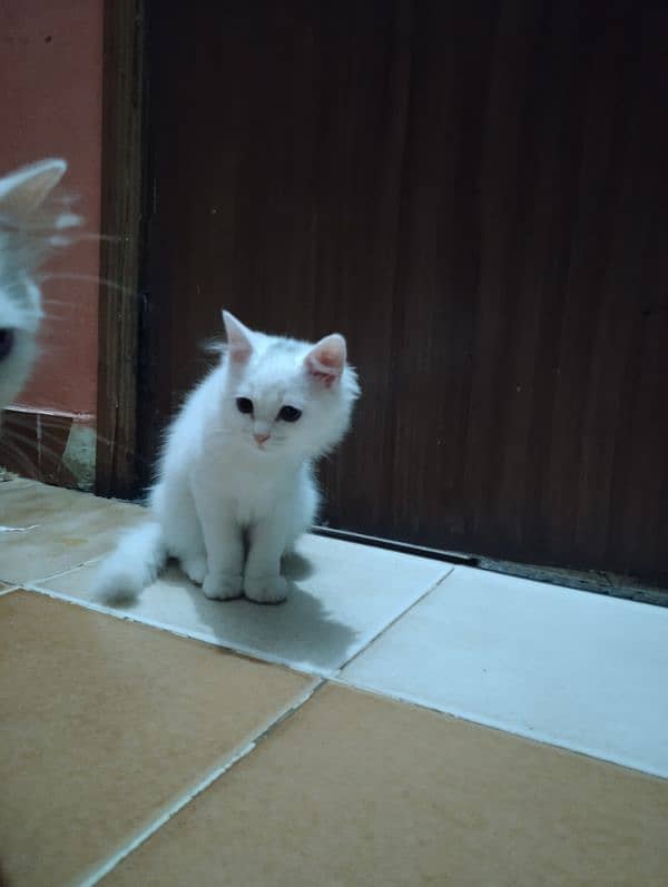 Female Kitten available 6