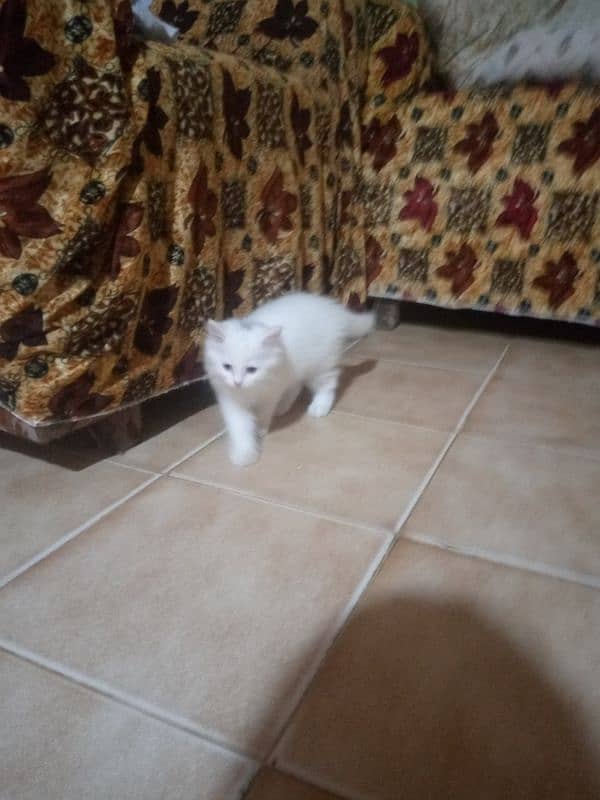 Female Kitten available 12